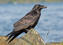 Corvus corax